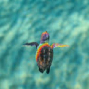 Meet your Posher, Quinn